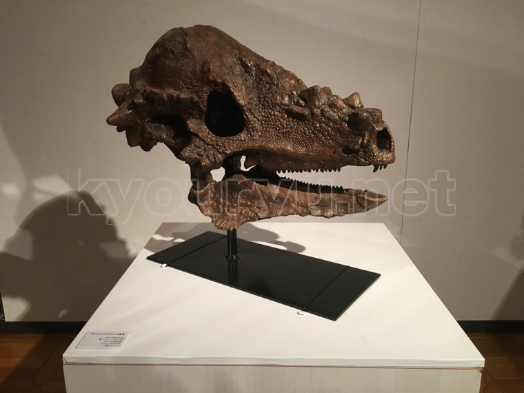 パキケファロサウルスの化石や学名の意味について解説！体長や体重など 