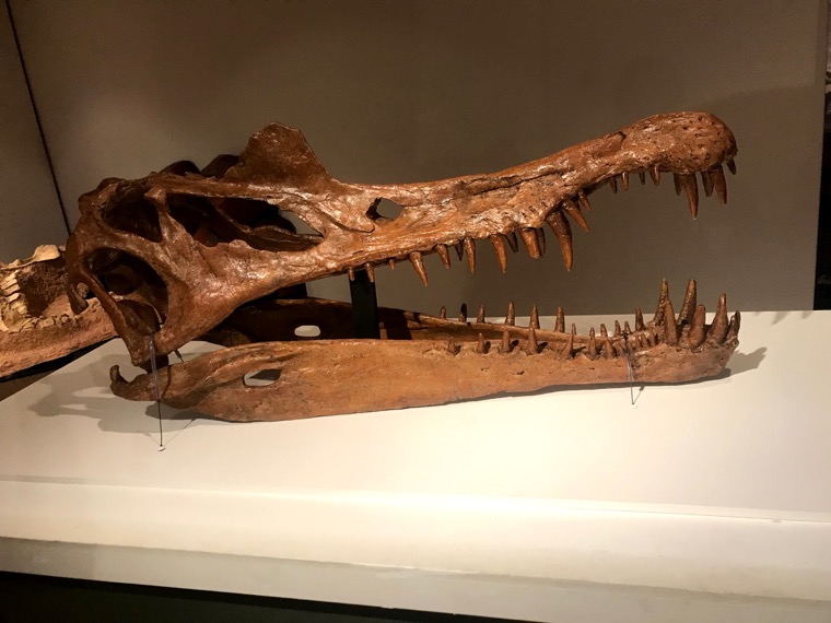 スピノサウルス最強説 本当にティラノサウルスに勝てるのか 恐竜ネット