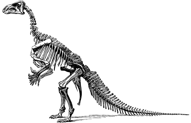 イグアノドンの化石