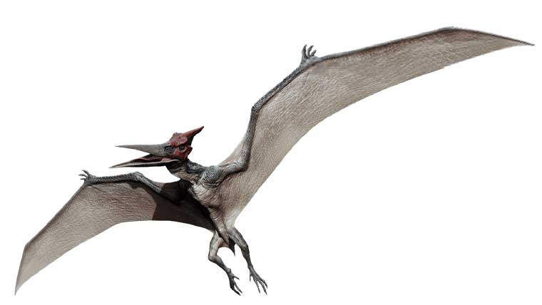 プテラノドンは重すぎて飛べなかった 骨格や大きさについても 恐竜ネット
