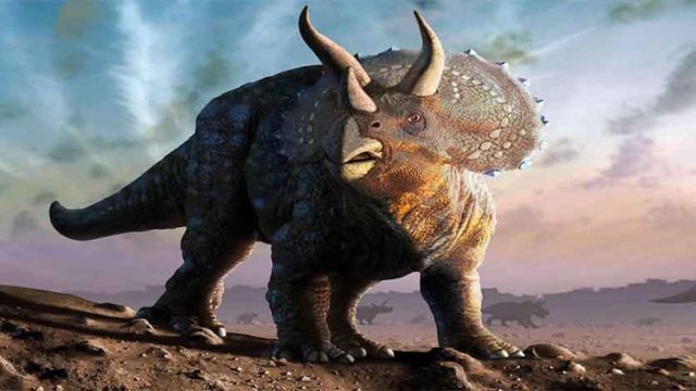 悲報 トリケラトプスは実は存在しなかった 恐竜ネット