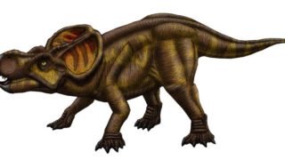 カルカロドントサウルス科の特徴と歯や化石について、ティラノサウルス