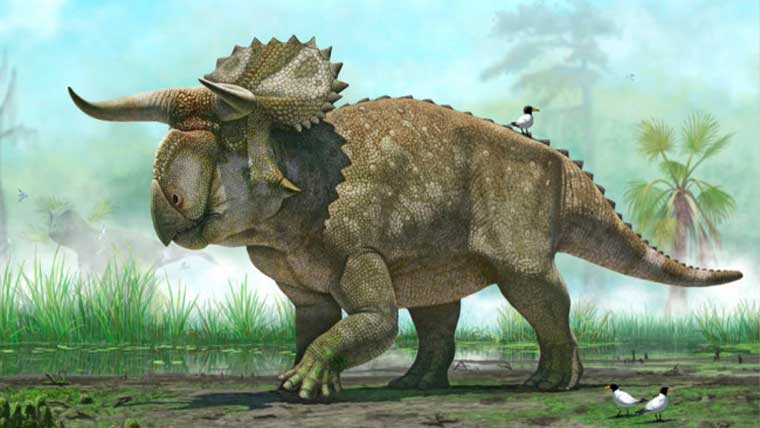 トリケラトプスの化石や学名の意味について解説 体長や体重などの大きさは 恐竜ネット