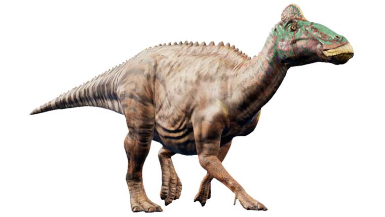 エドモントサウルスはミイラになった？体長や体重などの大きさ、学名の意味についても｜恐竜ネット