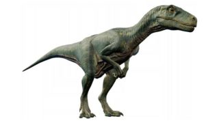 中国からきた恐竜ティラノサウルスの祖先の名前は ニワトリなどの鳥の祖先についても 恐竜ネット